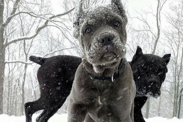 cane corso diet