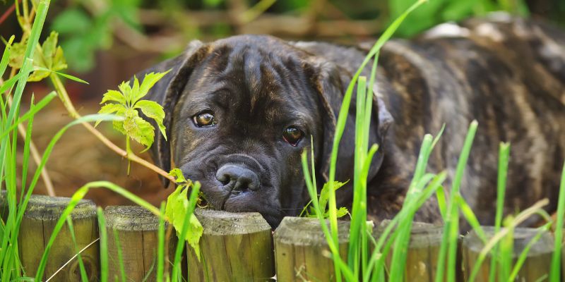 Cane Corso Diet Plan: The Ultimate Guide for 2025