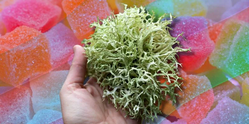 sea moss gummies for weight loss